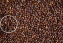 Manfaat Kopi Hitam & Hijau Bagi Kesehatan dan Kecantikan